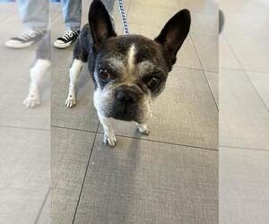 Faux Frenchbo Bulldog Dogs for adoption in Rancho Cucamonga, CA, USA
