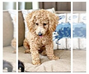 Father of the Aussie-Poo puppies born on 08/03/2026