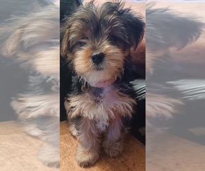 Yorkshire Terrier Puppy for Sale in VERO BEACH, Florida USA
