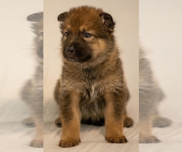 Medium Photo #12 Native American Indian Dog Puppy For Sale in WEST STOCKBRIDGE, MA, USA