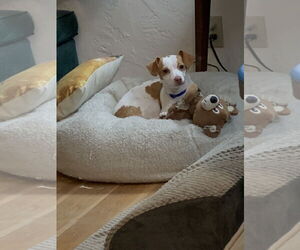 Italian Greyhuahua Dogs for adoption in San Francisco, CA, USA