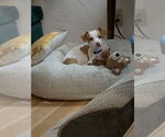Small Italian Greyhuahua