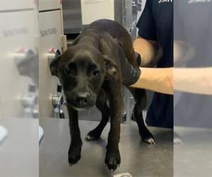 Labrador Retriever-Unknown Mix Dogs for adoption in Visalia, CA, USA