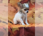 Small #2 Chihuahua