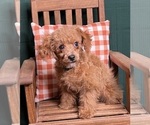 Small Photo #2 Shih-Poo Puppy For Sale in DUNDEE, OH, USA