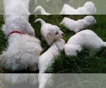 Small Photo #6 Bichon Frise Puppy For Sale in PELHAM, NH, USA