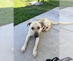 Small #1 Black Mouth Cur-Labrador Retriever Mix