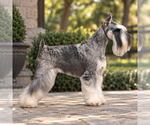 Small Photo #1 Schnauzer (Miniature) Puppy For Sale in SAN DIEGO, CA, USA