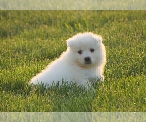 Samoyed Puppy for sale in FREDERICKSBURG, OH, USA