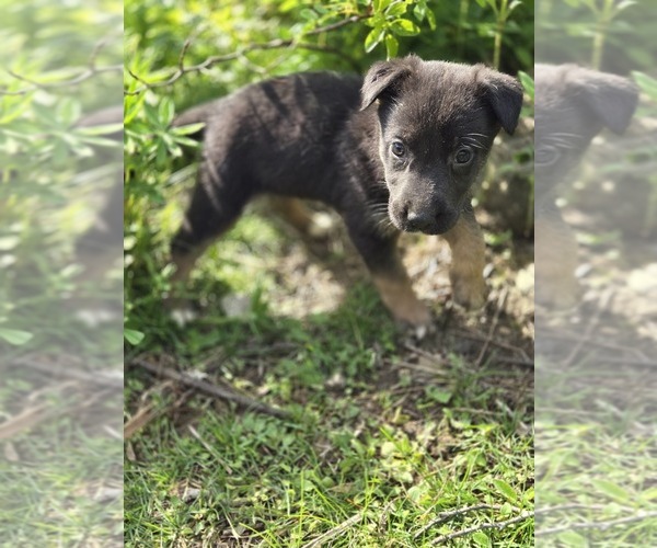 Medium Photo #6 German Malinois Puppy For Sale in BANGOR, ME, USA