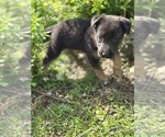 Small #5 German Malinois