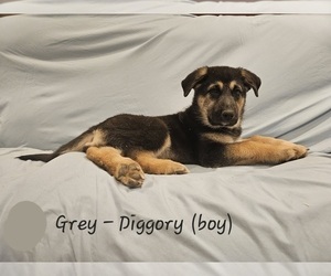 German Shepherd Dog-Siberian Husky Mix Puppy for sale in SOUTH BEND, WA, USA