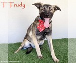 Small #6 German Shepherd Dog Mix