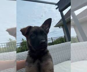 German Shepherd Dog-Unknown Mix Dogs for adoption in Imlay City, MI, USA