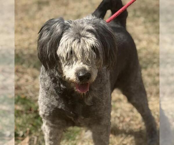 Medium Photo #1 Mutt Puppy For Sale in Yardley, PA, USA