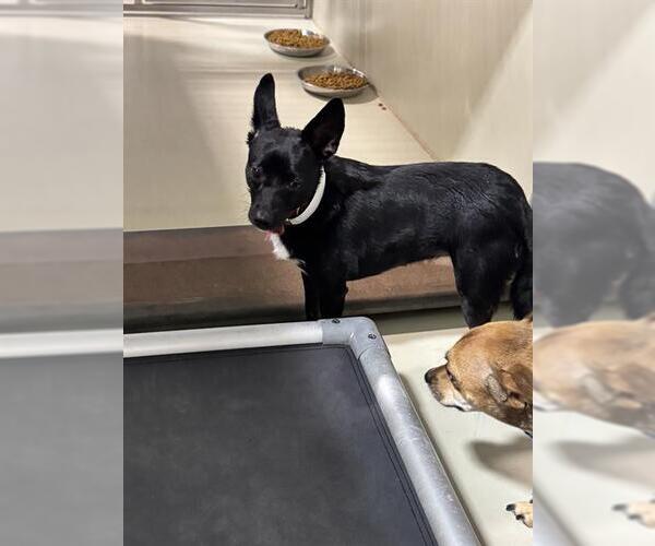 Medium Photo #1 Chihuahua Puppy For Sale in Bakersfield, CA, USA