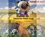 Puppy 7 Pembroke Welsh Corgi