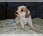 Small #8 Bernedoodle (Miniature)