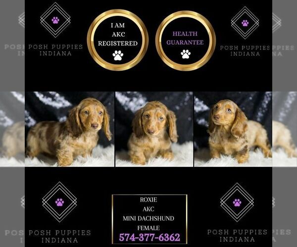 Medium Photo #120 Dachshund Puppy For Sale in WARSAW, IN, USA