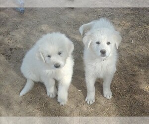 Great Pyrenees Puppy for sale in Delano, CA, USA