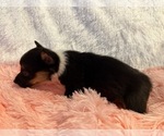Small #3 American Corgi