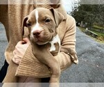Small Photo #3 American Bully Puppy For Sale in PHILADELPHIA, PA, USA