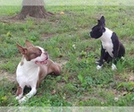 Small Photo #7 Boston Terrier Puppy For Sale in CLARKSVILLE, TN, USA