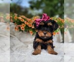Small #2 Yorkshire Terrier