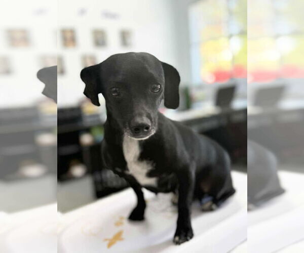 Medium Photo #1 Chiweenie Puppy For Sale in Arlington, WA, USA