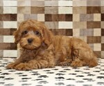 Small #1 Cavapoo (Miniature)