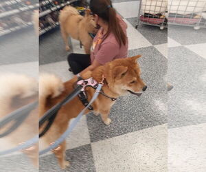 MULAN - Female Chow Chow Dog for Adoption - Photo #2