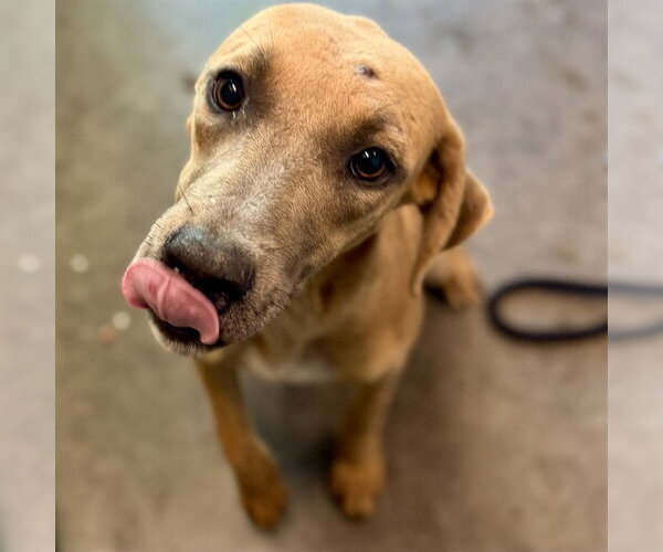 Medium Photo #1 Black Mouth Cur Puppy For Sale in Tavares, FL, USA