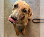 TAILOR - Female Black Mouth Cur Dog for Adoption - Small photo
