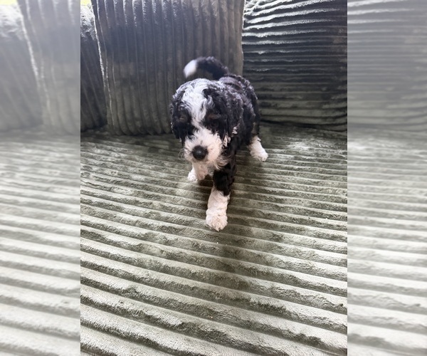 Medium Photo #66 Aussiedoodle Puppy For Sale in ASHEVILLE, NC, USA