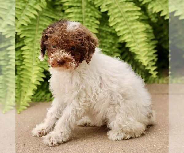 Medium Photo #4 Poodle (Miniature) Puppy For Sale in GORDONVILLE, PA, USA