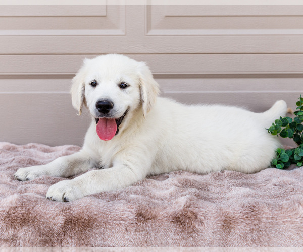 Medium Photo #1 English Cream Golden Retriever Puppy For Sale in WAKARUSA, IN, USA