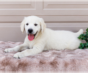 Medium English Cream Golden Retriever
