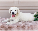 Puppy Miles English Cream Golden Retriever