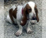Small #2 Basset Hound