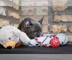 Small #5 French Bulldog