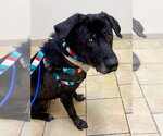 Small #2 Labrador Retriever Mix