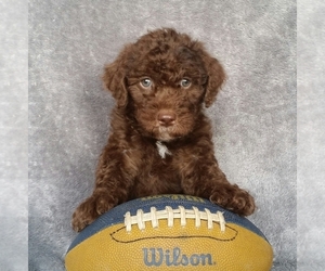 Miniature Labradoodle Puppy for sale in FREDERICKSBG, OH, USA