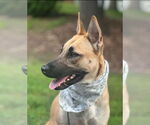 Small #12 Shepradors
