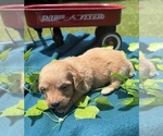 Image preview for Ad Listing. Nickname: Teddy