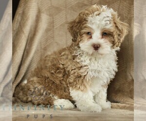 ShihPoo Puppy for sale in GORDONVILLE, PA, USA