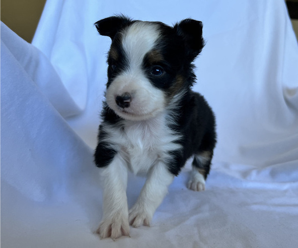 Medium Photo #10 Miniature Australian Shepherd Puppy For Sale in BEATTY, OR, USA