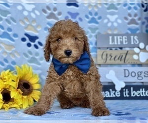 Poodle (Toy) Puppy for sale in LANCASTER, PA, USA