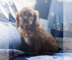 Small Photo #2 Cavalier King Charles Spaniel Puppy For Sale in MILWAUKEE, WI, USA