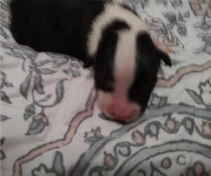 Australian Shepherd Puppy for sale in WESTFIELD, MA, USA