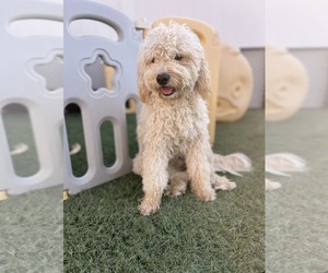 Father of the Goldendoodle mix (+ Poodle Miniature) puppies born on 03/02/2026